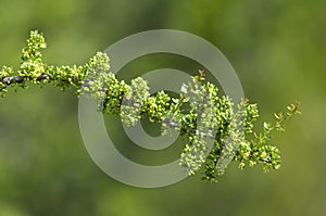 Plant in semi desertic environment, Calden forest