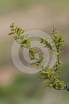 Plant in semi desertic environment, Calden forest,