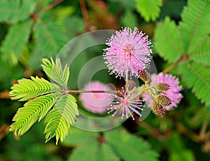 Plant Sensitive flowers blooming