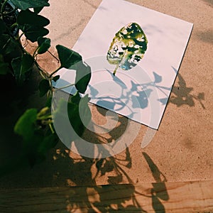 Plant shadow on drawing