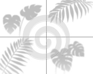 Plant shadows. Realistic palm leaves overlay shadow, transparent tropic tree foliage wall overshadow. Isolated shades photo