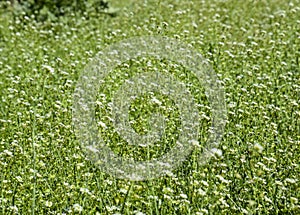 Plant a shepherd's bag. Glade with a shepherd's bag. Capsella bursa-pastoris