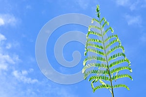 Plant shoot with blue sky