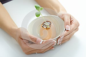 Plant shoot in eggshell in bowl cupped by hands