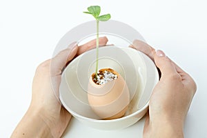 Plant shoot in eggshell in bowl cupped by hands