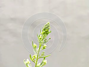 a plant shoot on a gray background