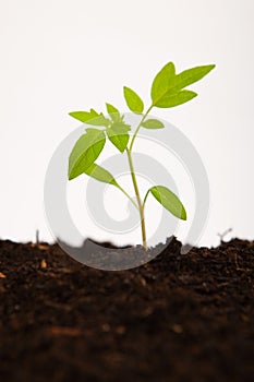 Plant shoot of tomato sapling on white background