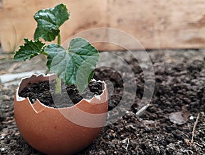 Plant shoots in the egg shells