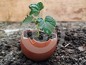 Plant shoots in the egg shells
