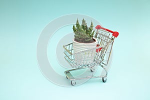 Plant in a shopping cart. The concept of buying and distributing flowers and plants