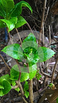 Plant by the side of the road photo