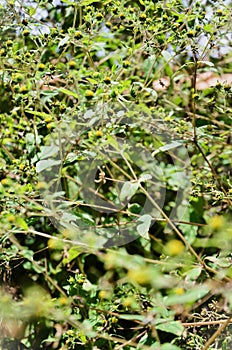 The plant Siegesbeckia pubescens in sunny day