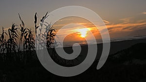 Plant Silhouette