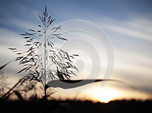 Plant silhouette and a sunset