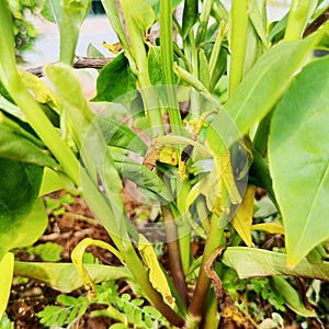 a plant with slightly wilted leaves with small plants around it