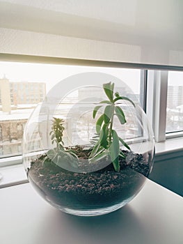 Plant in small aquarium near window