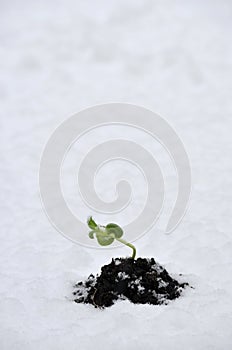 Plant in the snow