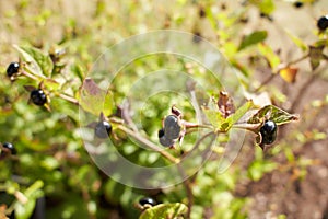 Plant of solanaceae atropa belladonna in the garden