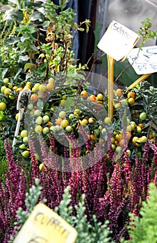 Plant solanum, christmas cherry and lavender on the market