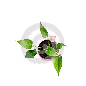 Plant spadix in pot top view isolated on white background