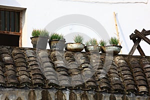 Plant species in the pots