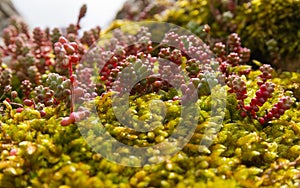 Plant species of Sedum