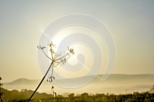 Plant with a spider web and morning dew with sun