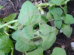 A plant of the spinach or Spinacia oleracea, usually grown as a vegetable due to the edible leaves.