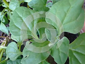 A plant of the spinach or Spinacia oleracea, usually grown as a vegetable due to the edible leaves.