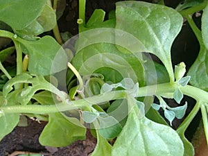 A plant of the spinach or Spinacia oleracea, usually grown as a vegetable due to the edible leaves.