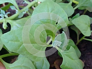 A plant of the spinach or Spinacia oleracea, usually grown as a vegetable due to the edible leaves.