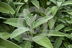 Plant with spongy and green leaves. Plants for backgrounds.