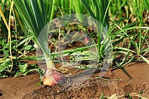 Plant spring onions that are growing in season. Ripe Onion plants row growing on field, close up