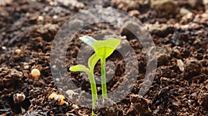 Plant Sprout Blossoming from the Ground