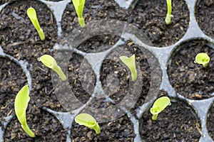 Young plants with water drops in the cultivate tray from the top