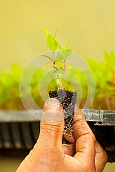 Plant sprout in a greenhouse