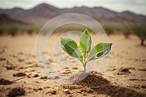 plant sprout growing in desert with hope for the future