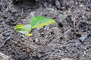 Plant sprout growing on plentiful soil photo