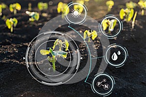 Plant sprout growing in soil with Smart farm technology for detection and control system