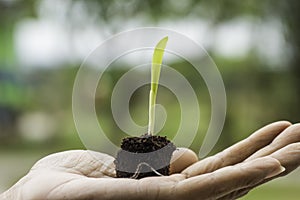 Plant sprout in man hand
