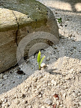 Plant sprout on sand ground