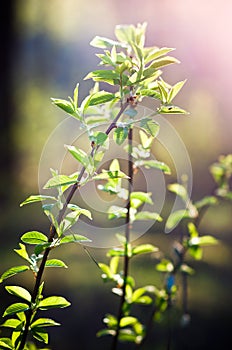 Plant sprout in spring