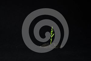 The plant sprouted through the black sand. green sprout in the sand close-up. new life care for nature. life force