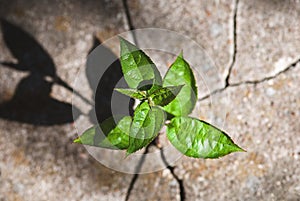 Plant sprouted in stone crack, vitality, survivability, resilience, rebirth and new life concept