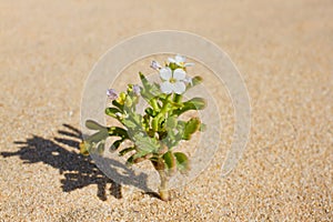 Plant sprouting in the desert Sahara. Seedling sand background