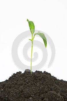 Plant sprouting from dirt