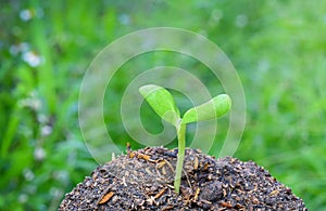 Plant sprouting from the ground photo