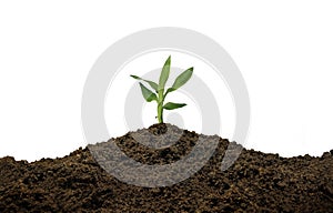 Plant sprouting up on earth against white background