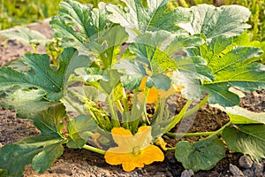 Plant Squash Growing On Vegetable Garden