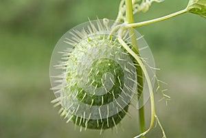 Planta pepino sobre el verde 